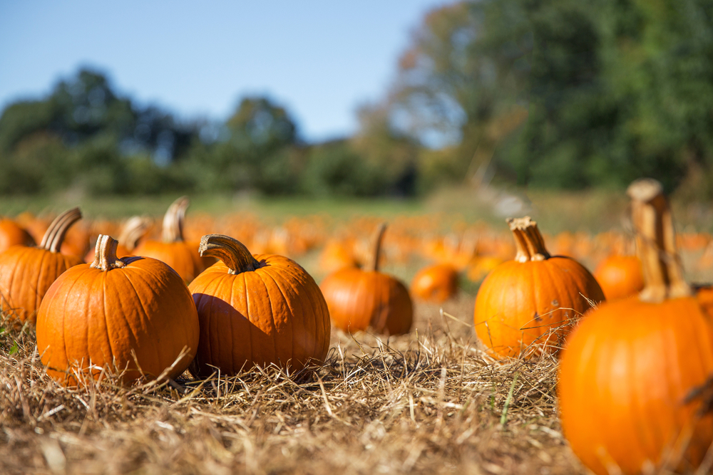 orange pumpkins at outdoor farmer market. pumpkin patch. Copy space for your text
