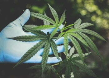 Tips to Getting License to Growing Marijuana for Dispensaries 2